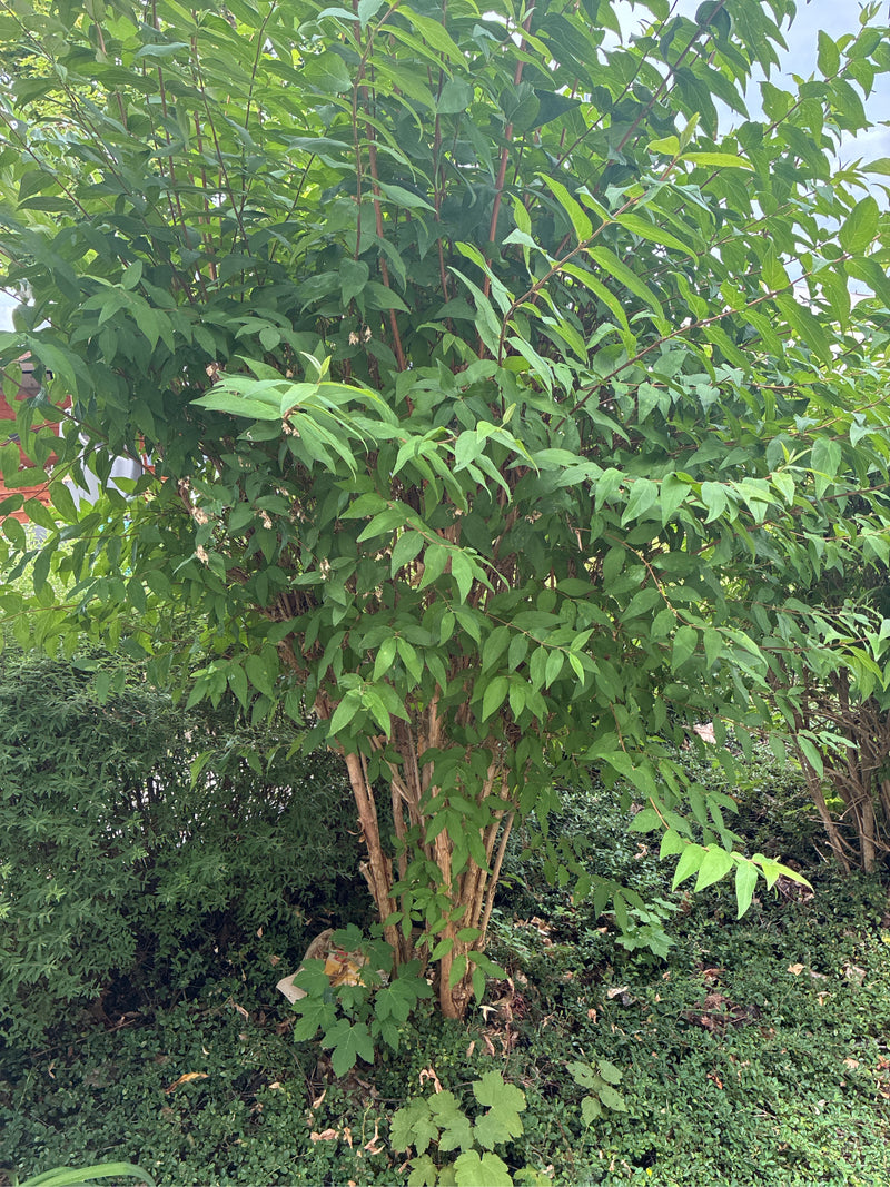 Een dichte boerenjasmijn met veel groene bladeren en bruine takken in een tuin is te zien.