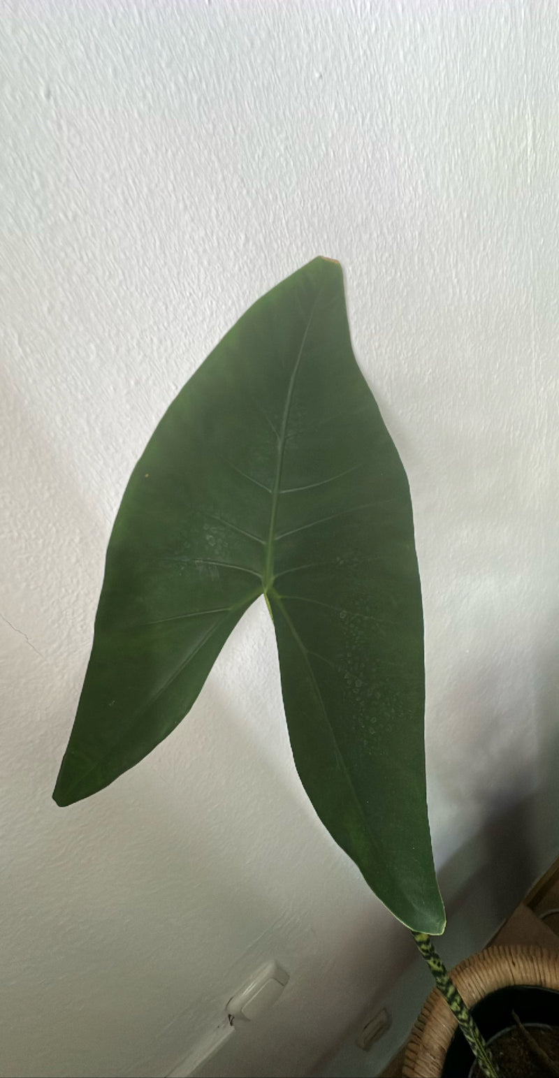 Pijl blad — Bild 1