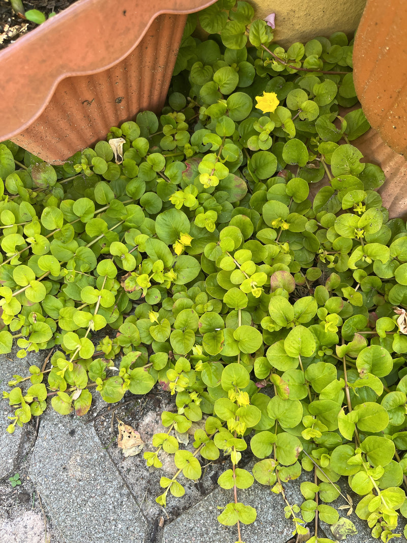Waternavel — Bild 1