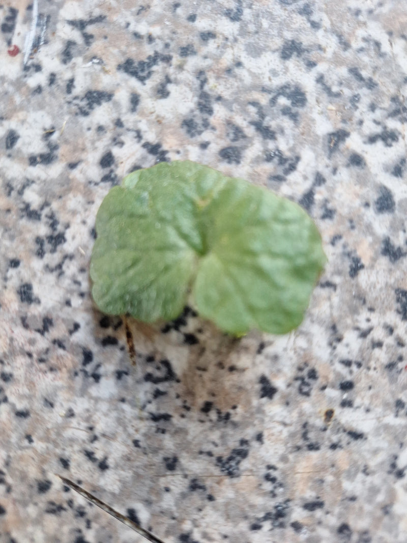 Te zien is een enkel, rondachtig blad van de penningkruid dat op een gemetselde stenen vloer ligt. De typische bladvorm en adering zijn goed zichtbaar.