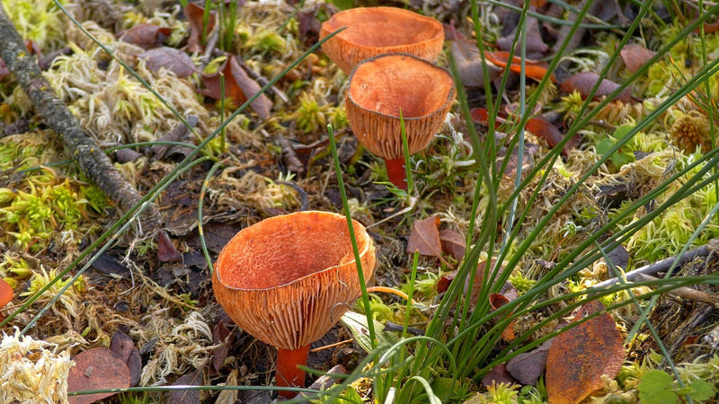 Meerdere trechtervormige, oranje-rode trechterwasplaten groeien tussen mos en grashalmen op de grond.