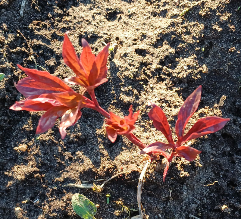 Pioenen — Bild 1