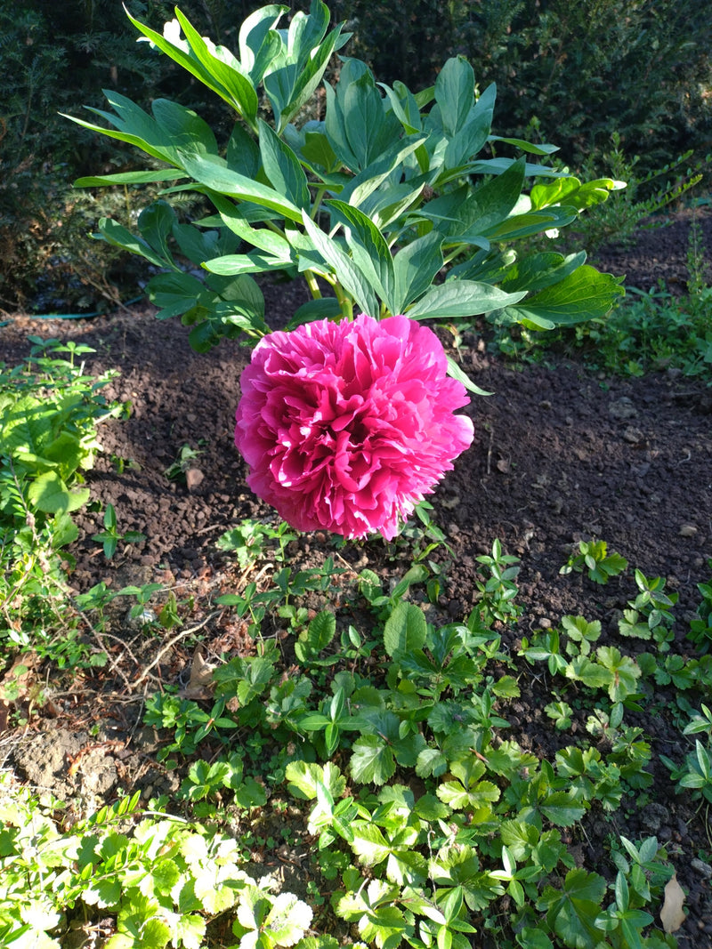 Pioen — Bild 4