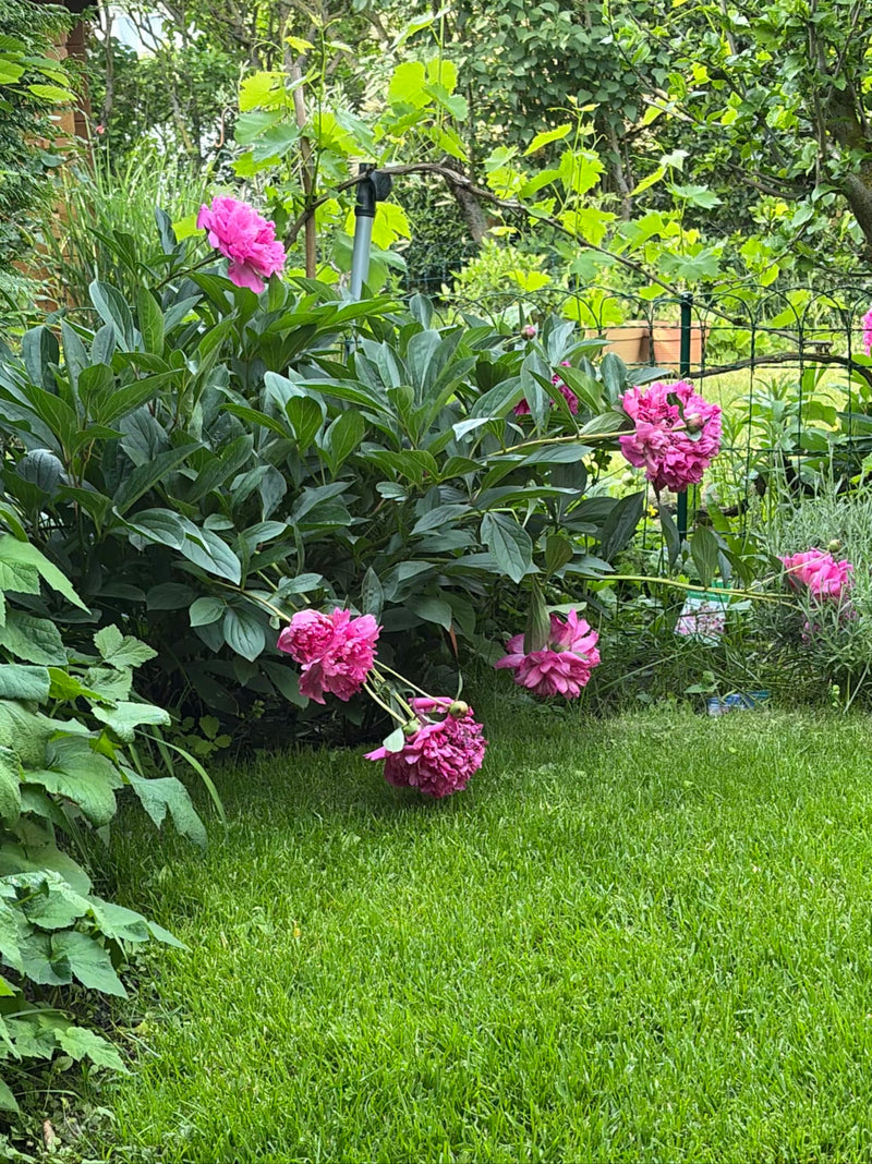 Pioen — Bild 2