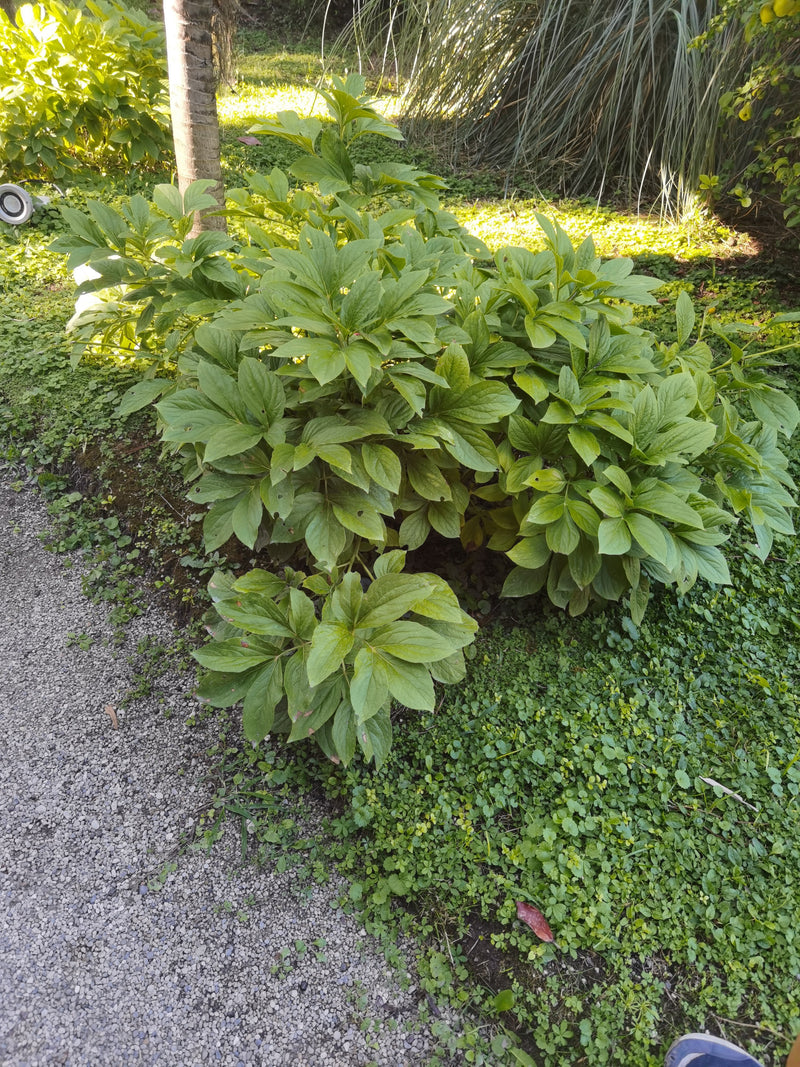 Een gezonde pioenroos met weelderig groen bladerdak is te zien in de tuin. De plant groeit in een schaduwrijk bloemperk naast een pad.
