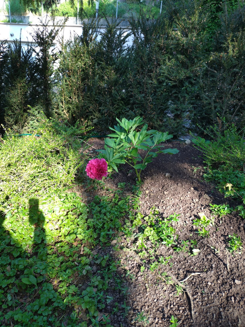 Pioen — Bild 3