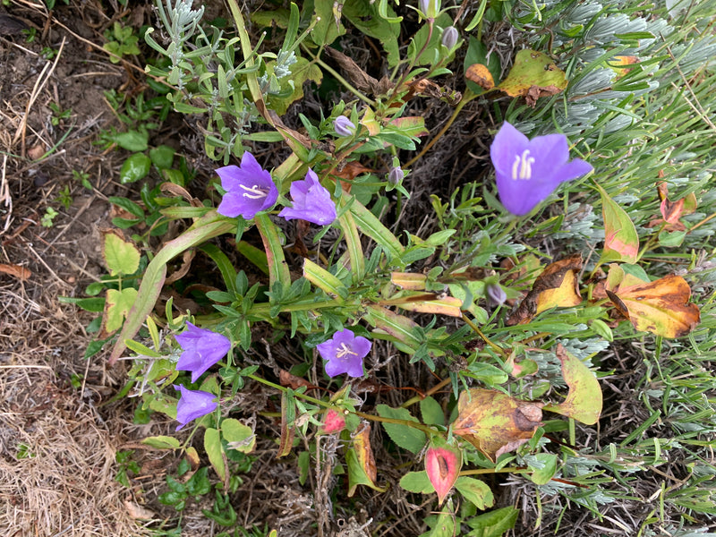 De afbeelding toont verschillende paarse bloemen van een klokjesbloem, omringd door groen en aarde. De planten groeien laag bij de grond in een natuurlijke o...