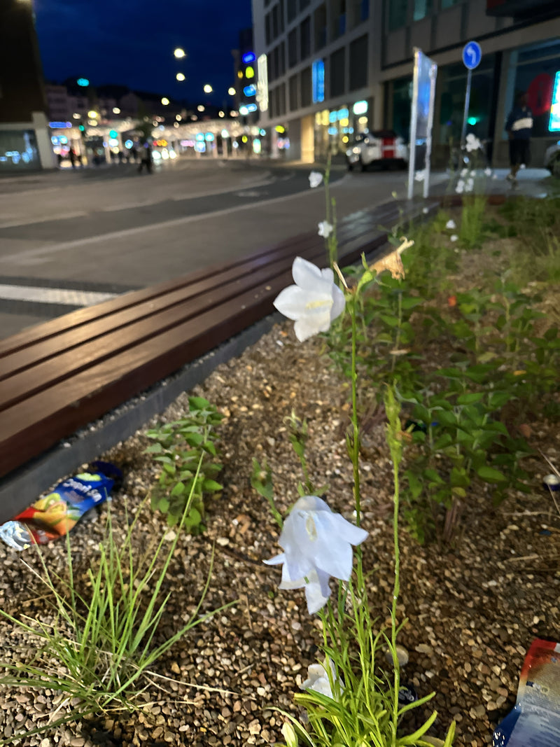 Te zien is een bloeiende klokjesbloem met witte bloemen in een stedelijke bloemperk 's nachts. Straatlantaarns en gebouwen lichten op in de achtergrond.