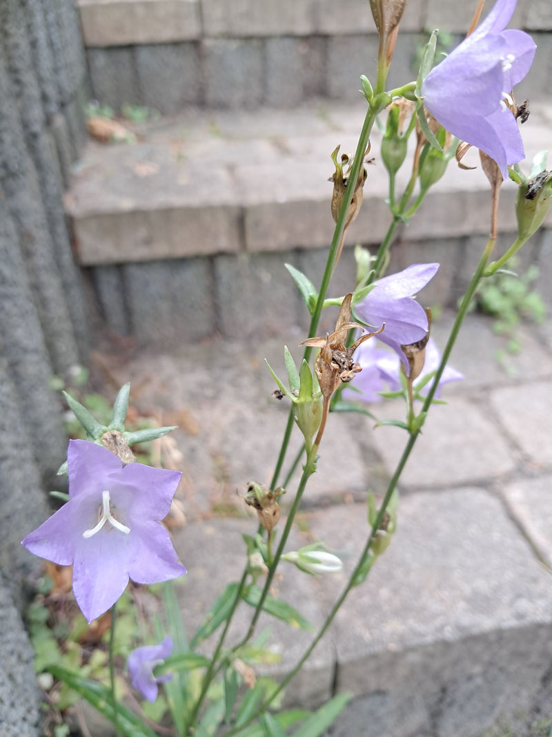 Te zien is een perzikbladige klokjesbloem met lichte paarse bloemen voor een stenen muur. De plant staat in volle bloei.