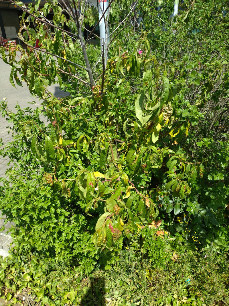 Peach Curl-ziekte — Bild 1