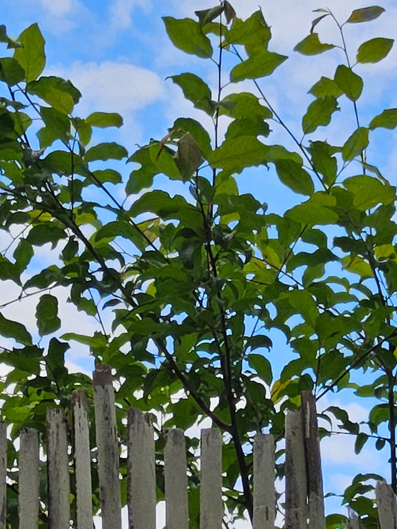 Pruimenboom — Bild 1