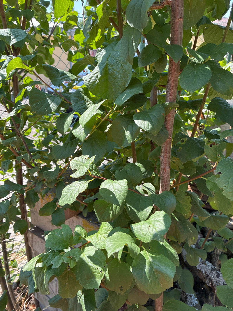 De afbeelding toont de groene bladeren en takken van een pruimenboom. De opname legt het dichte bladerdak van dichtbij vast.