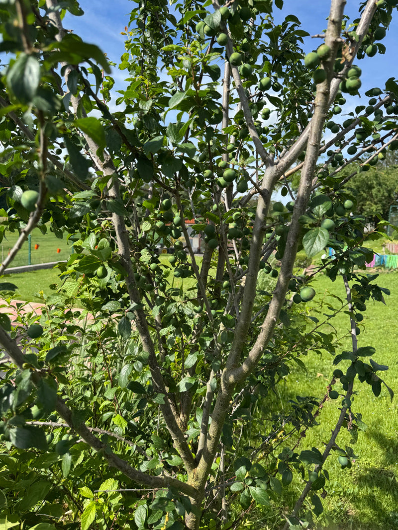 Een pruimenboom met talrijke groene, onrijpe vruchten en groene bladeren in een tuin is te zien. De takken en stam zijn duidelijk herkenbaar.