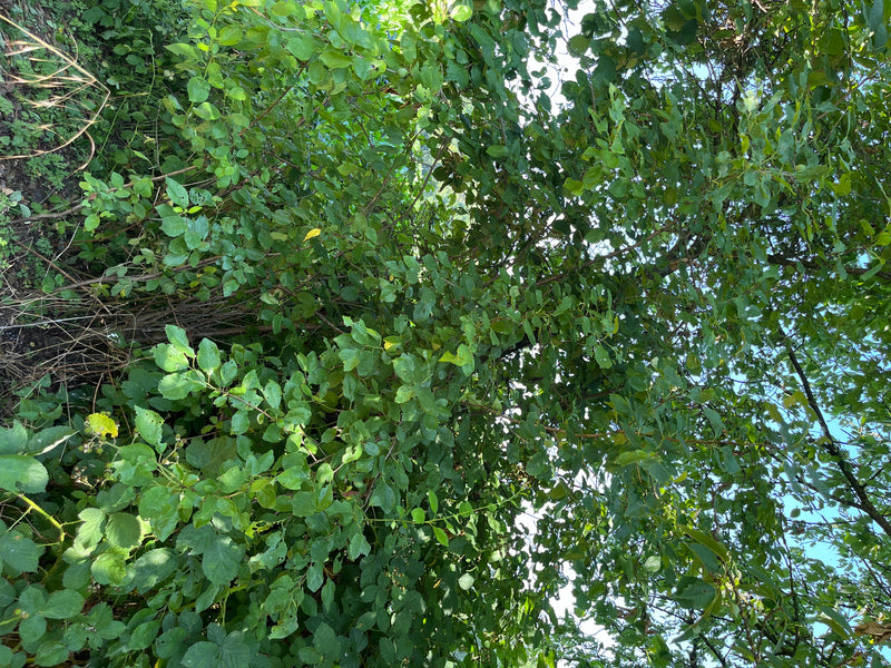 Een dichte pruimenboom met talrijke groene bladeren is te zien vanuit een kikkerperspectief. De opname toont de boomkruin tegen een lichte hemel.