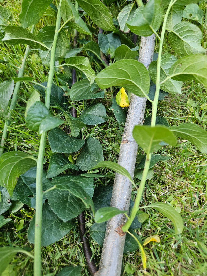 De afbeelding toont groene bladeren en takken van een pruimenboom die op een gazon liggen. De kenmerkende schors en getande bladeren zijn duidelijk zichtbaar.