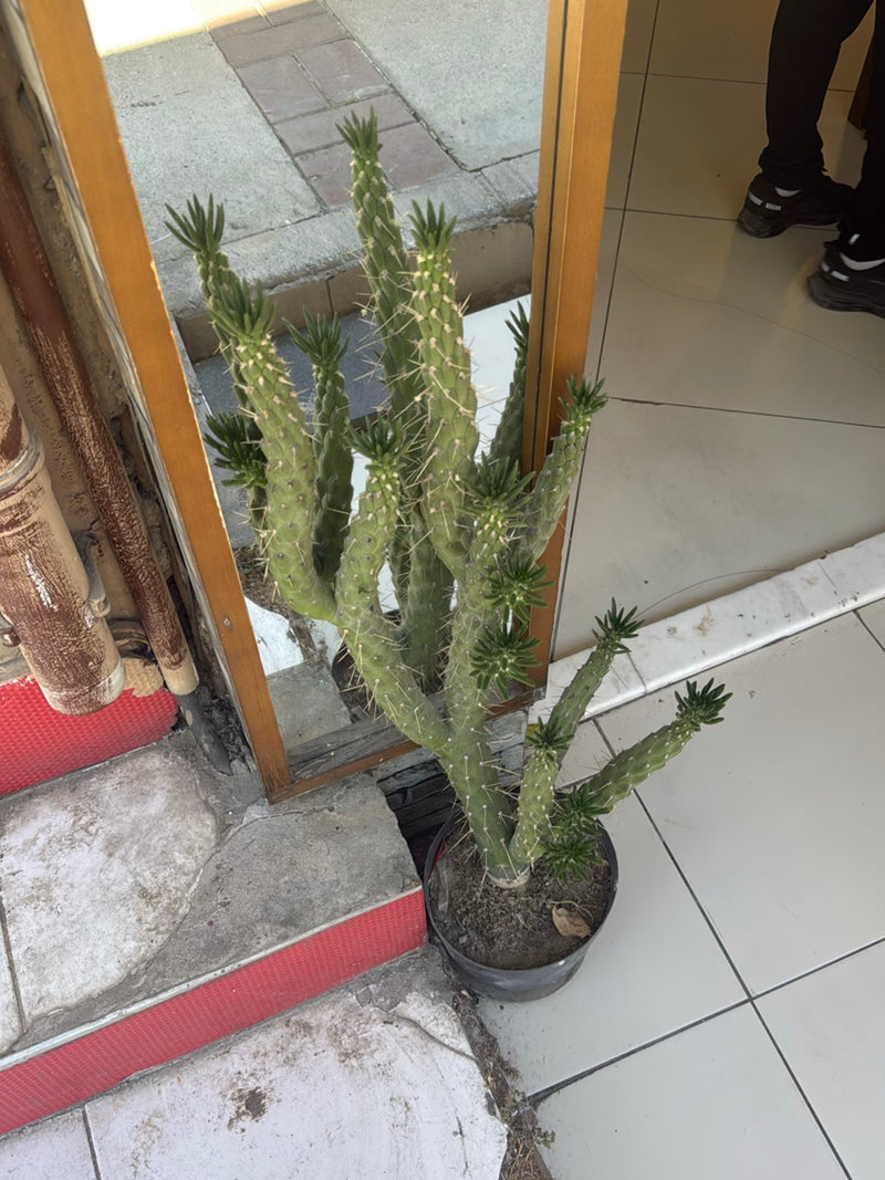 Priem opuntia — Bild 1