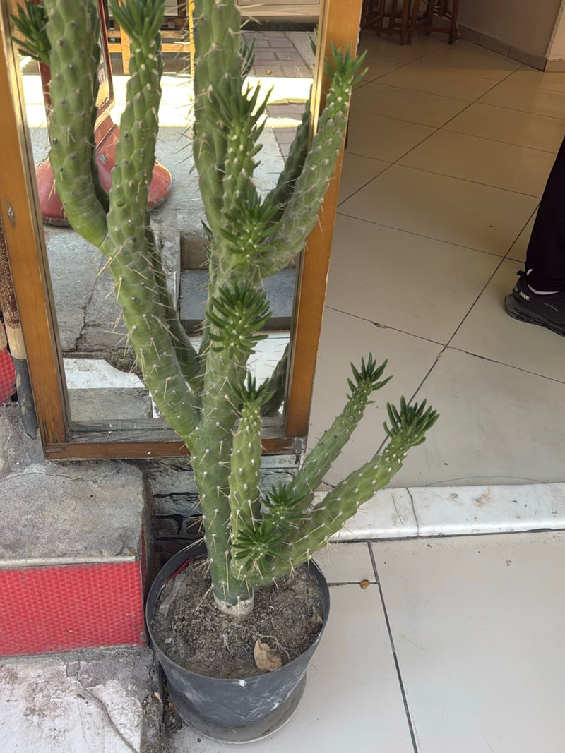Priem opuntia — Bild 2
