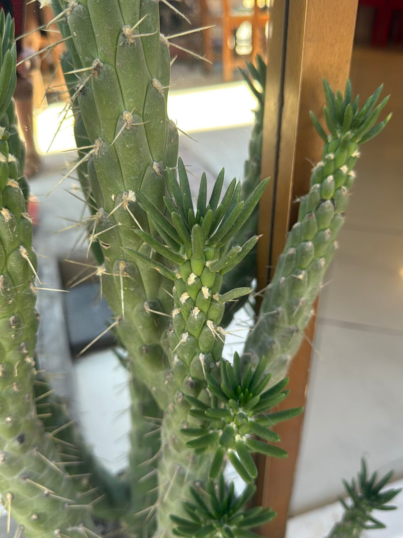 Priem opuntia — Bild 3