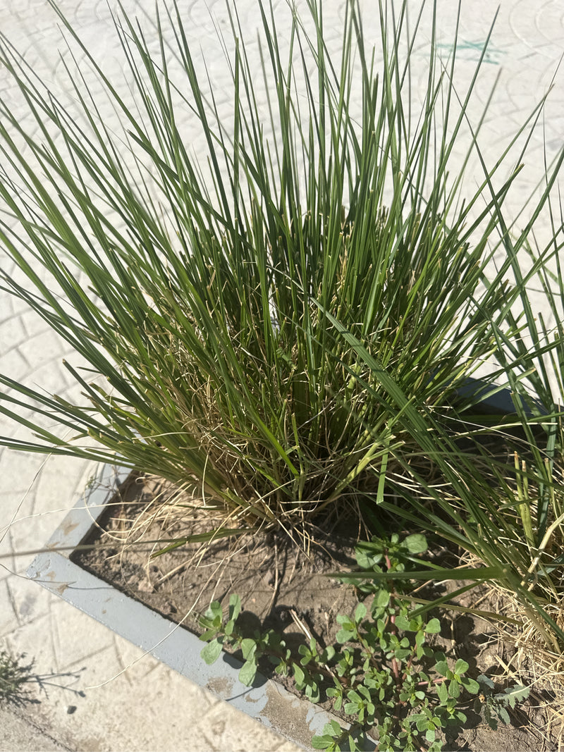 Een dichte pol van fijne, groene sprieten vedergras in een plantenbak is te zien. De plant groeit in aarde in een stedelijke omgeving.