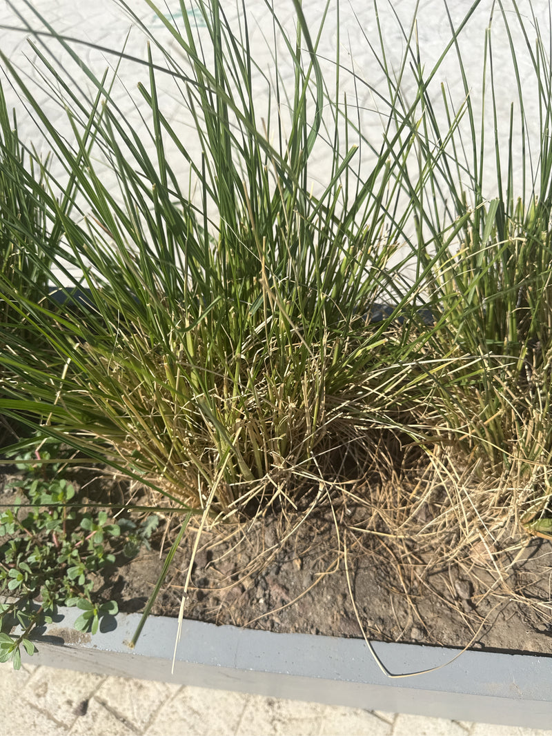 De afbeelding toont een dichte pol van fijne, grasachtige stengels in een plantenbak. De plant vertoont groene en drogere, lichtbruine delen.