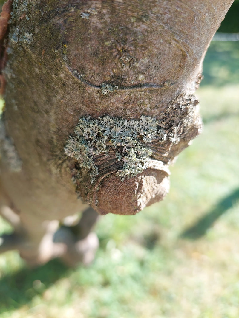 Physcia korstmos — Bild 1