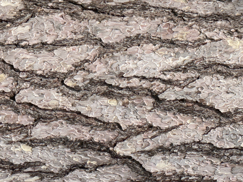 Een gedetailleerde close-up van de gegroefde, plaatvormige schors op de stam van een parasolden.