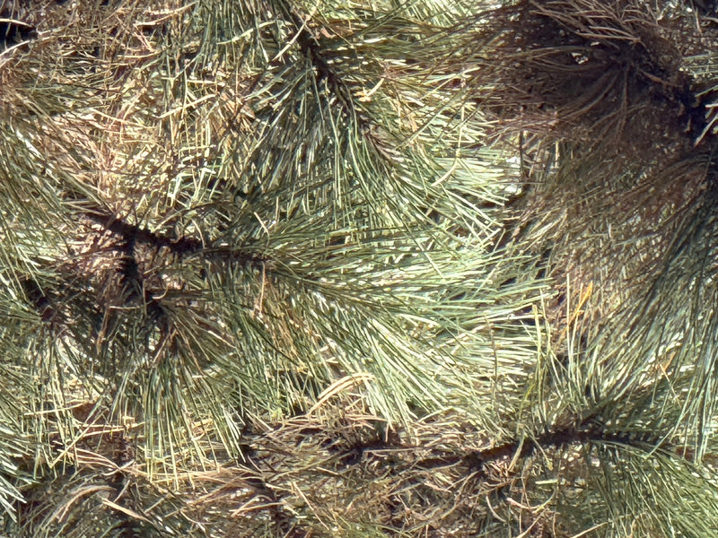 Close-up van dichte takken met lange groene naalden van een parasolden.