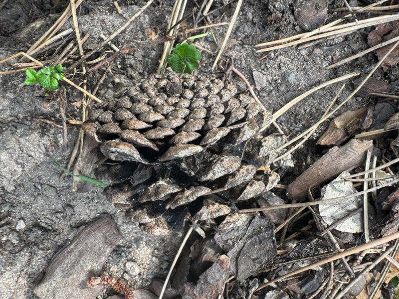 Een geopende, grote kegel van een parasolden ligt op de grond tussen naalden en houtresten.