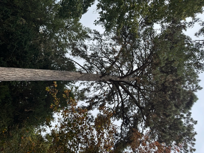 Kijkend van onderaf langs de stam van een grote parasolden naar de breed uitlopende kroon tegen de lucht.
