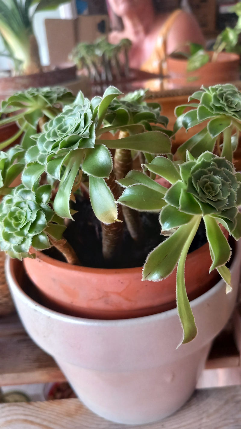 Pinwheel Aeonium — Bild 1