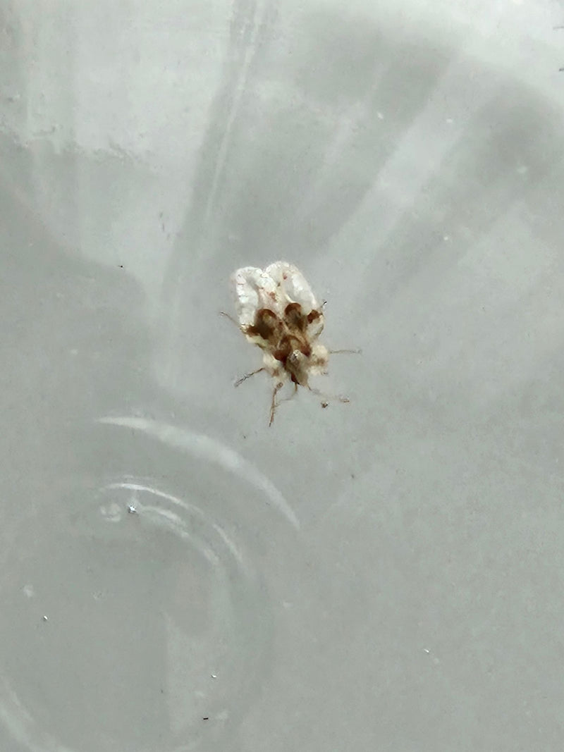 Sycamore webbug — Bild 4