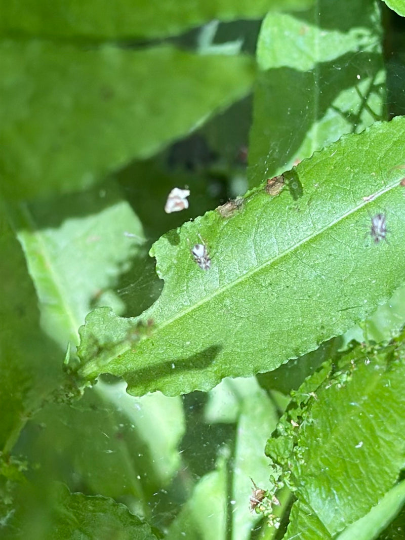 Sycamore webbug — Bild 2