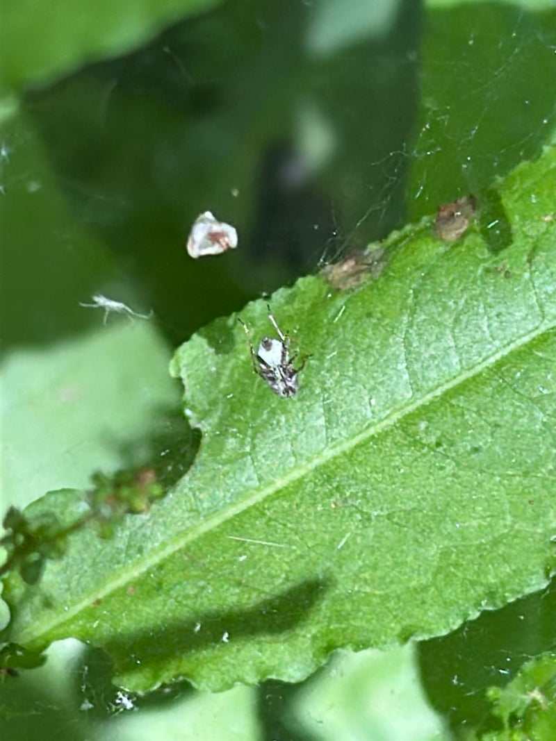 Sycamore webbug — Bild 1