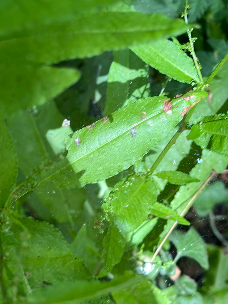 Sycamore webbug — Bild 3
