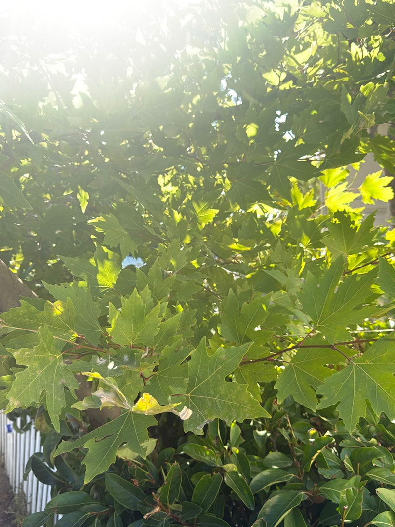 Sycamore webbug — foto 5 van 24