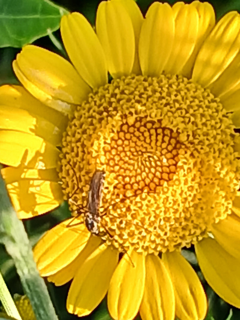 Pollen kever — Bild 1