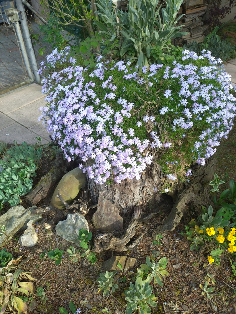 Bekleding phlox — Bild 1