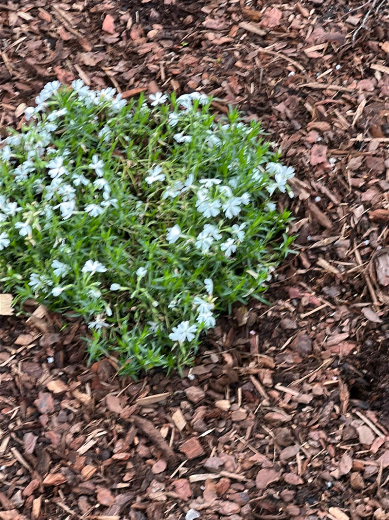 De foto toont een bloeiende vlambloem in een perk met schorsmulch. De lichte bloemen zijn dicht verspreid over het groene loof.
