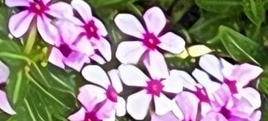 De afbeelding toont de lichtroze bloemen van de vlambloem met hun kenmerkende donkerrode hart. De bloemen groeien dicht bij elkaar in een tuin.