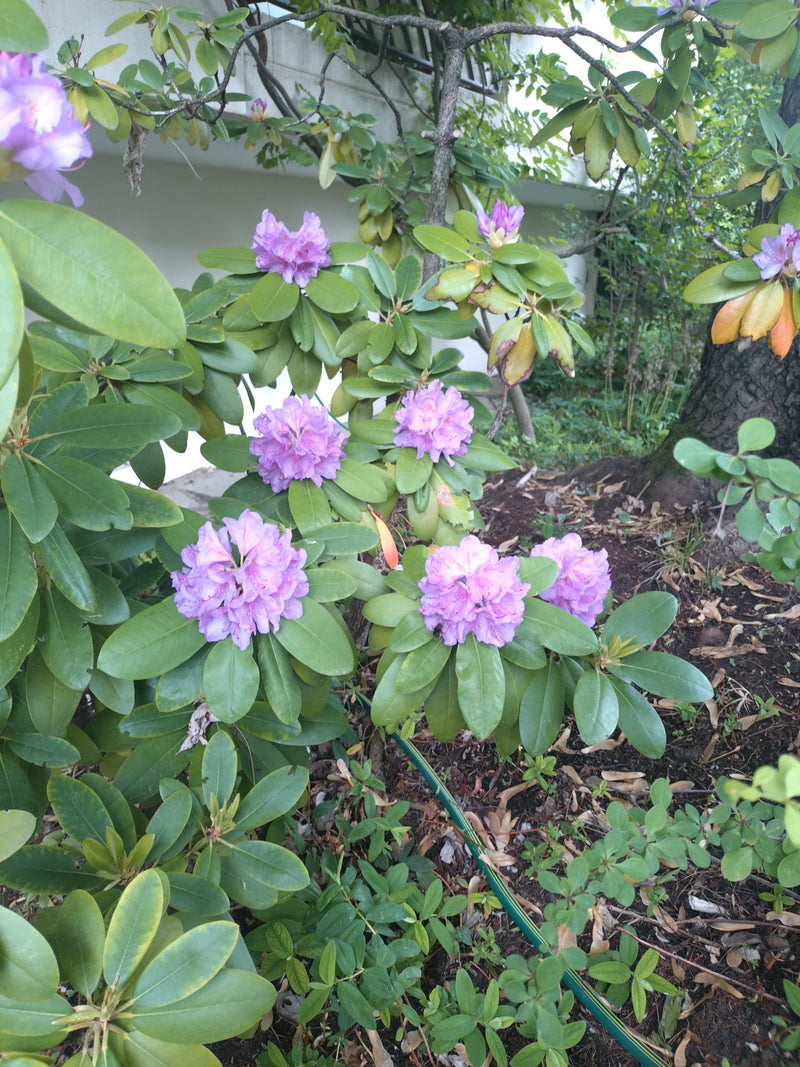 Pontische rododendron — Bild 1