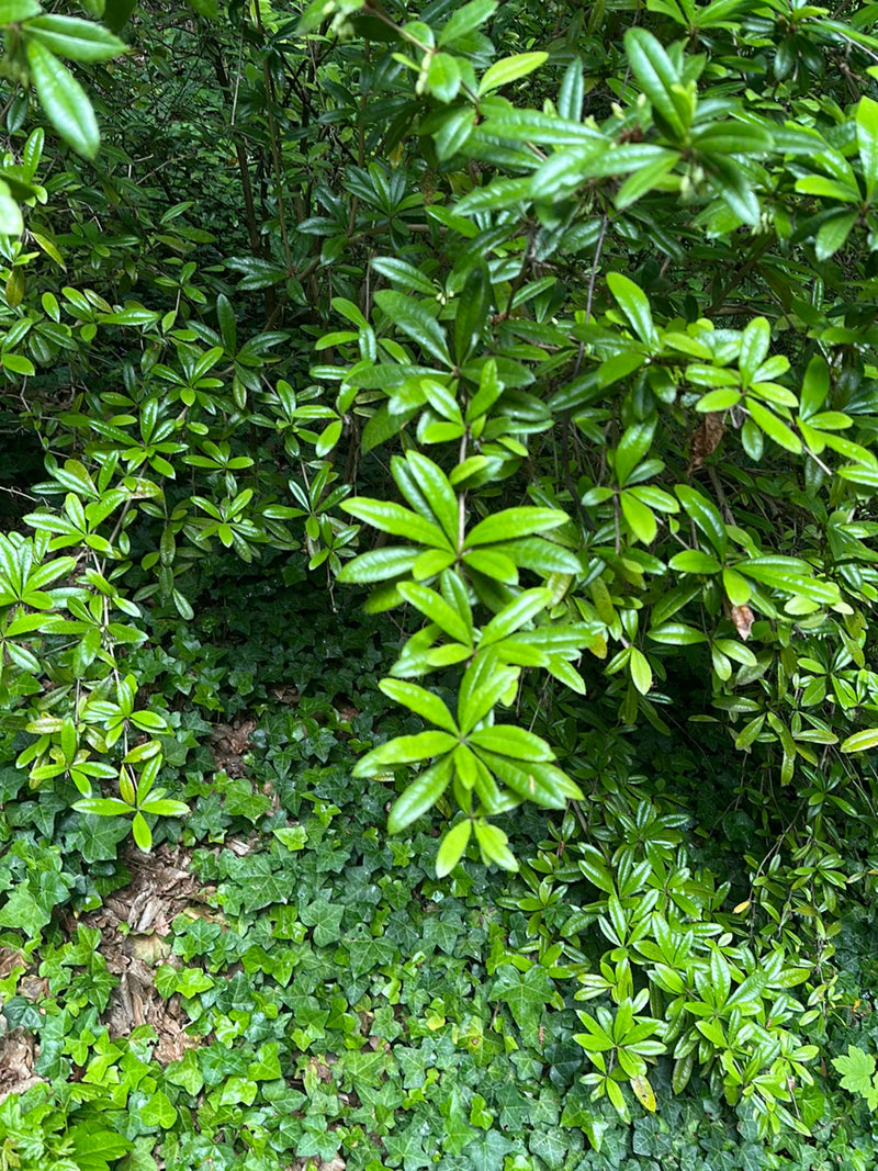 De dichte, glanzende en lancetvormige bladeren van een pontische rhododendron zijn zichtbaar. De plant groeit in een schachtige ondergroei.