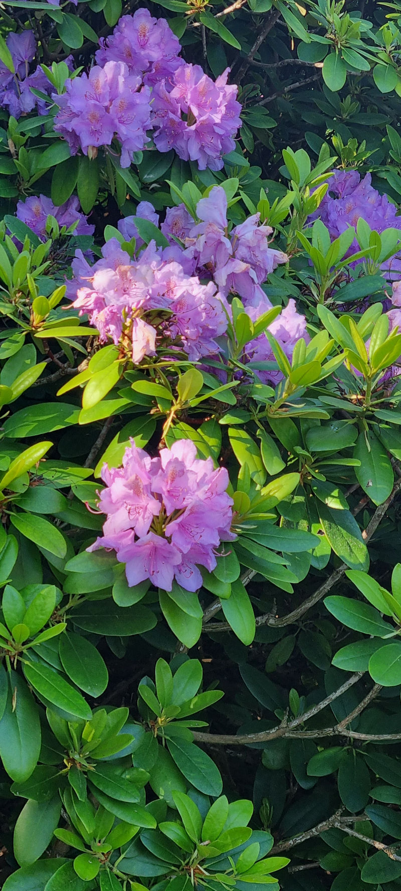 Een bosjesachtige struik van de pontische rododendron is zichtbaar met dichte groene bladeren en talrijke paars-violette bloeiwijzen. De opname toont de plan...