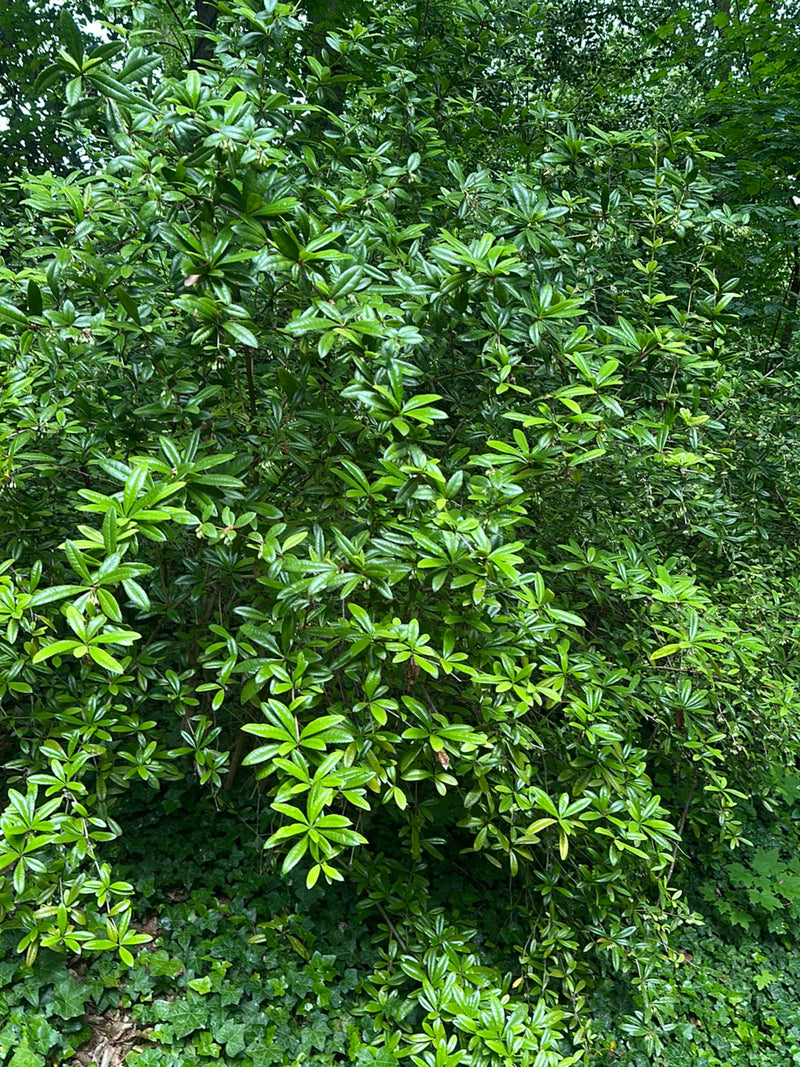 Te zien is een grote, bosachtige pontische rododendron met veel glanzende, groene bladeren in een bos. De struik groeit dicht voor een bosrijke omgeving.