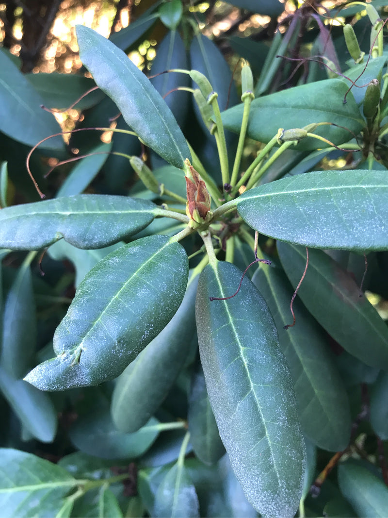 De afbeelding toont de kenmerkende leerachtige, lancetvormige bladeren en een knop van de Pontische rododendron. De plant groeit in een natuurlijke omgeving.