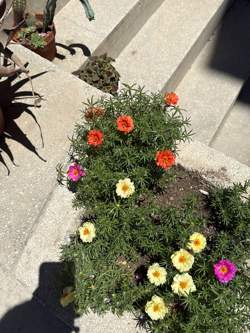 De afbeelding toont bloeiende portulaca's met oranje, gele en roze bloemen in een bloembak.