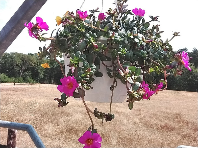 Een Portulaca grandiflora is te zien in een witte hangende bloempot tegen een landelijke achtergrond. De plant toont zijn vlezig blad en helderroze bloemen.