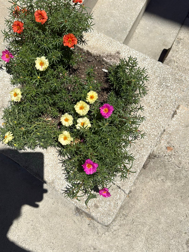 De afbeelding toont bloeiende portulakplanten met gele, oranje en roze bloemen in een lichte plantenbak. De foto is van bovenaf genomen.