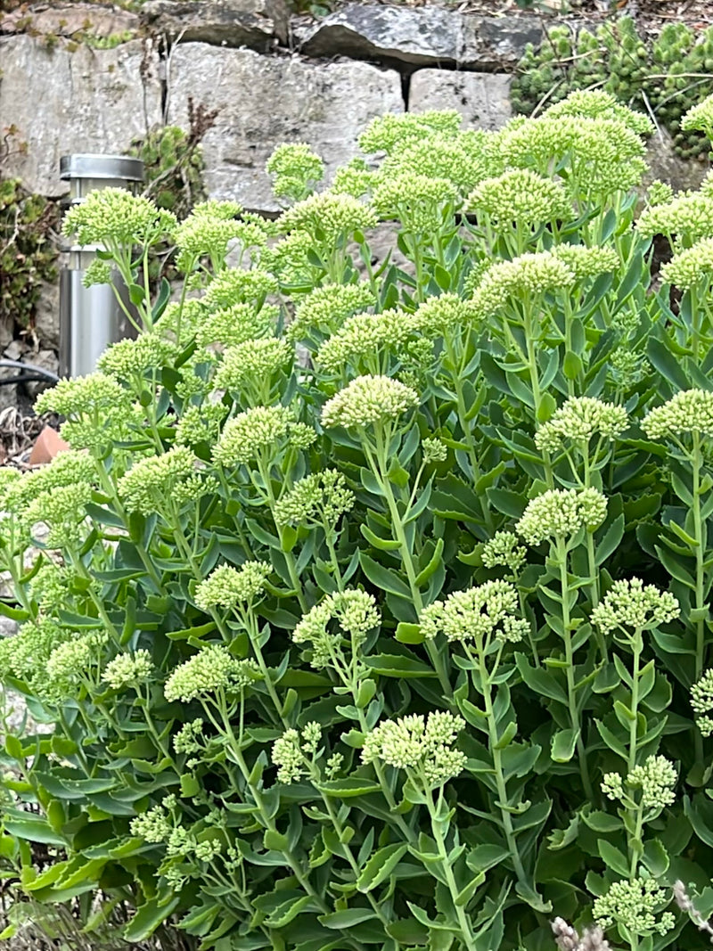 Te zien is een weelderige hemelssleutel met haar karakteristieke vlezig bladeren en ontwikkelende bloemknoppen voor een stenen muur. De plant staat in volle ...