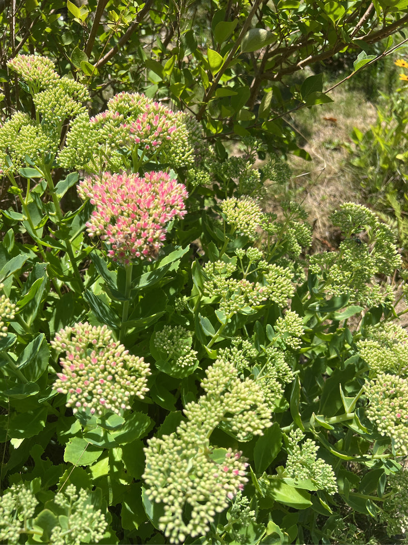 Een hemelsleutel is te zien met zijn kenmerkende halfronde bloeiwijzen en vlezig blad. De plant staat volop in bloei in de tuin.