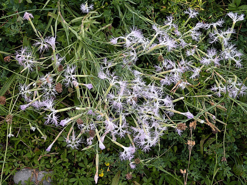 Prachtige anjer — Bild 1